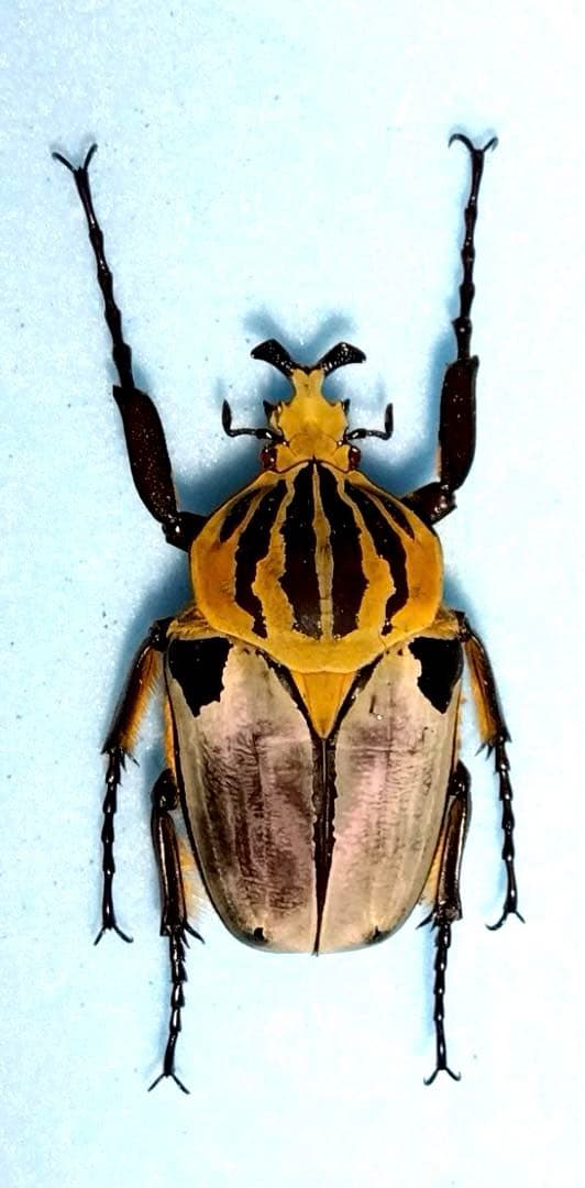 ゴライアスカシクス！標本！