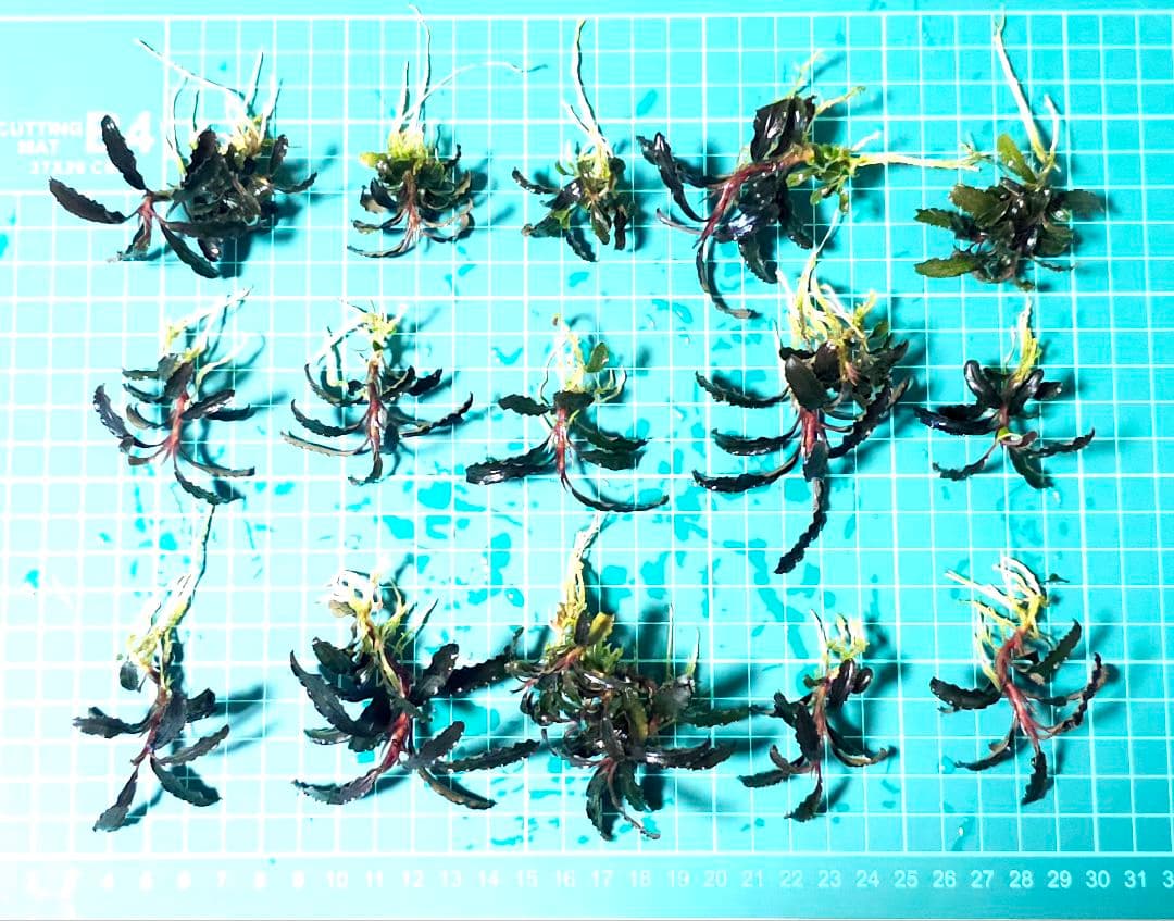 ブセファランドラsp.ゴジラ 群生