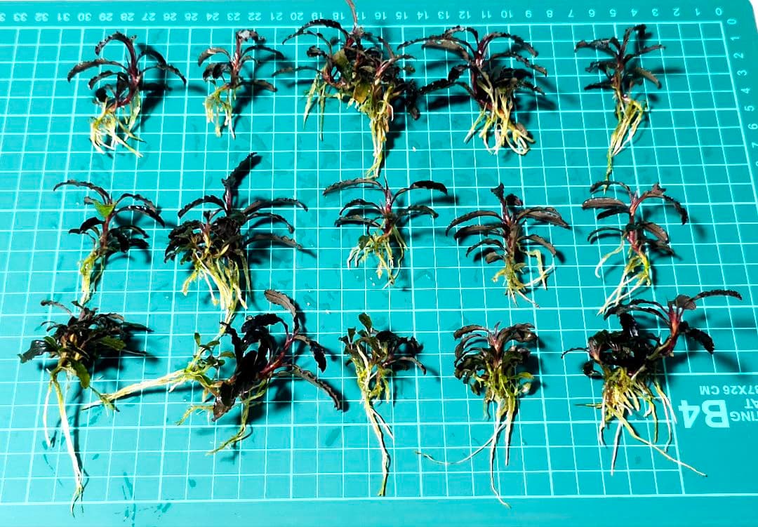 ブセファランドラsp.ゴジラ 群生