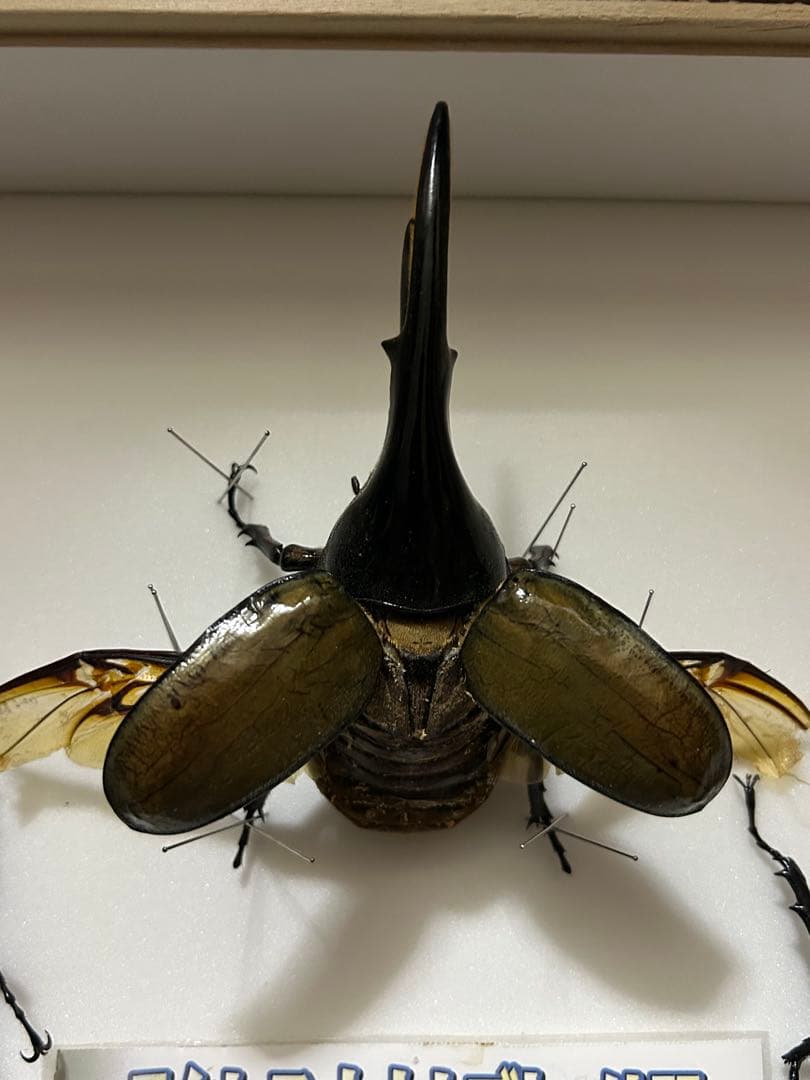 ヘラクレスオオカブト標本(亜種5種) シーラケース付き