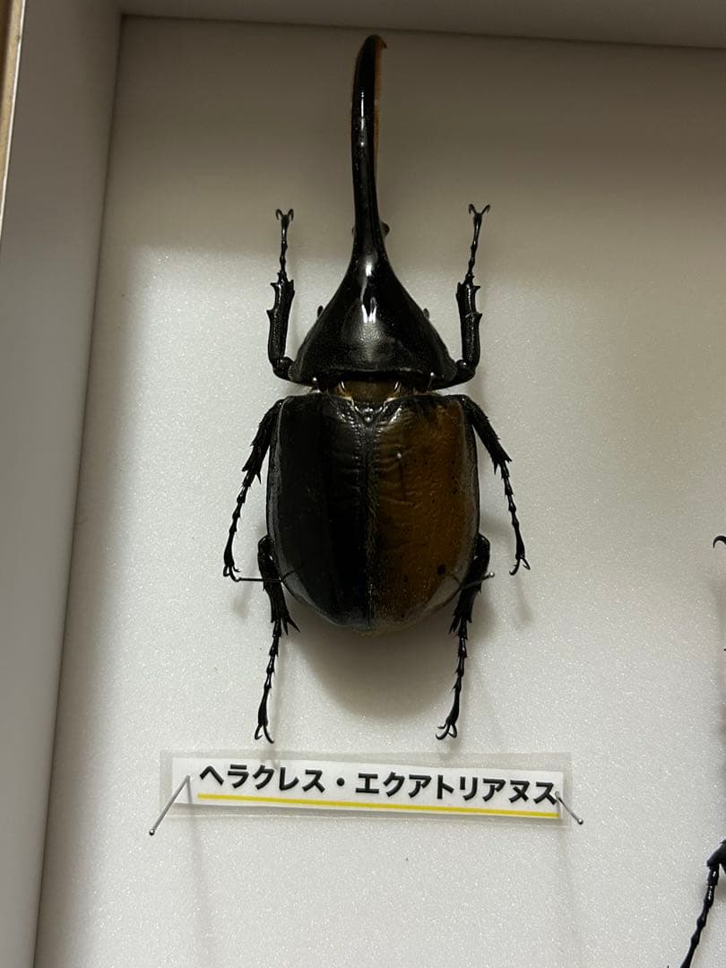 ヘラクレスオオカブト標本(亜種5種) シーラケース付き