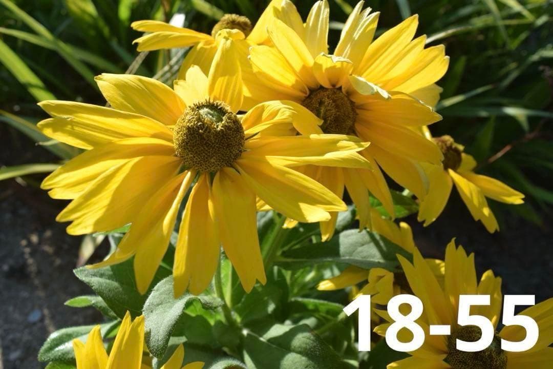 【Wi-Fi搭載】人気 Nikon D5300★ ダブルレンズ ショット数少