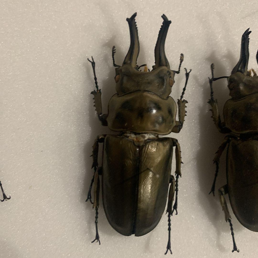 A.ローゼンベルク　オオゴンオニクワガタ雄78㍉野外品