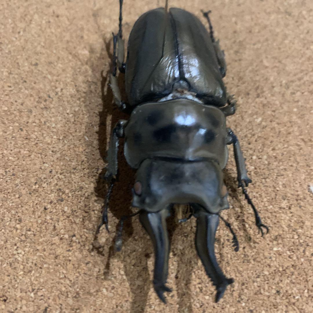 A.ローゼンベルク　オオゴンオニクワガタ雄78㍉野外品