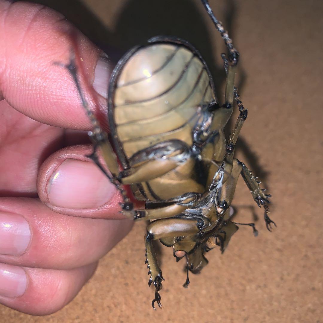 A.ローゼンベルク　オオゴンオニクワガタ雄78㍉野外品