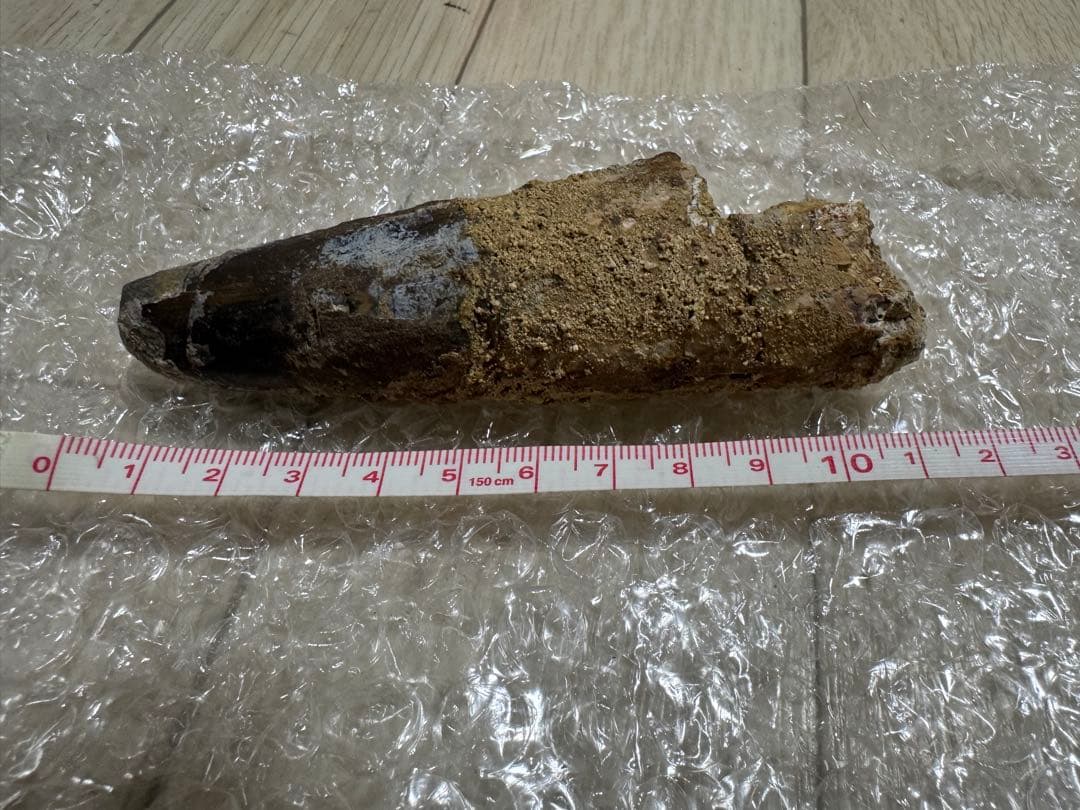 恐竜　獣脚類　スピノサウルス歯化石　特大