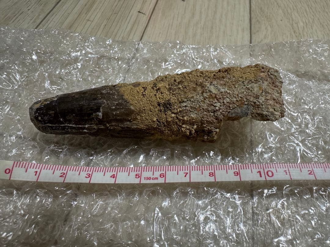 恐竜　獣脚類　スピノサウルス歯化石　特大