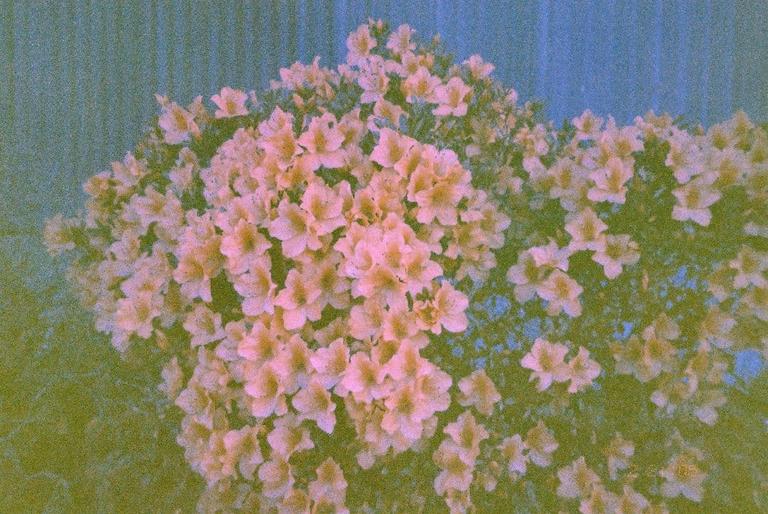 フィルムカメラ Sakuma