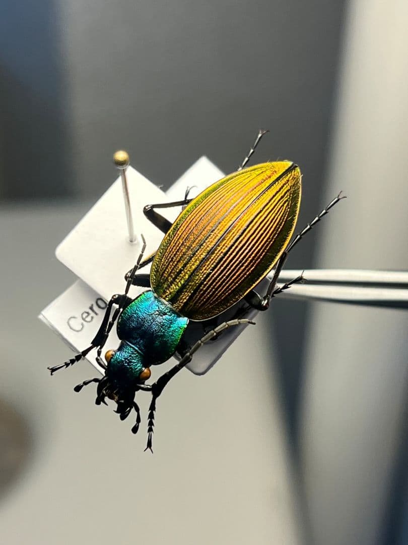 【極美個体】チリオサムシ標本 Ceroglossus chilensis