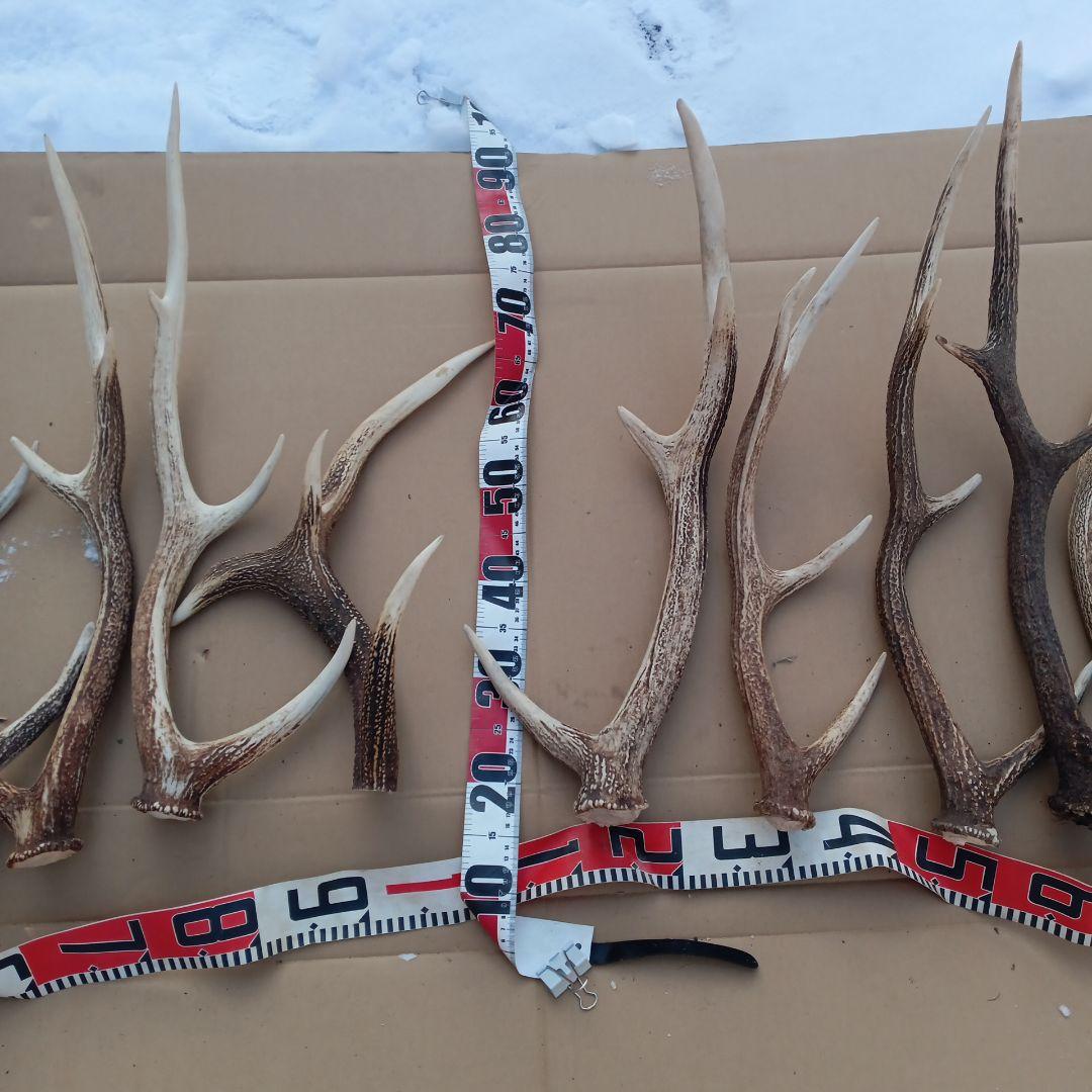 ク*ト様 蝦夷鹿の角 犬用おもちゃ、工芸品などに ５番