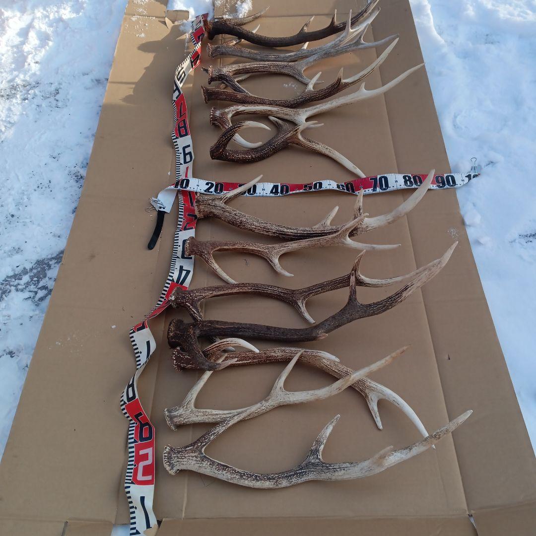 ク*ト様 蝦夷鹿の角 犬用おもちゃ、工芸品などに ５番