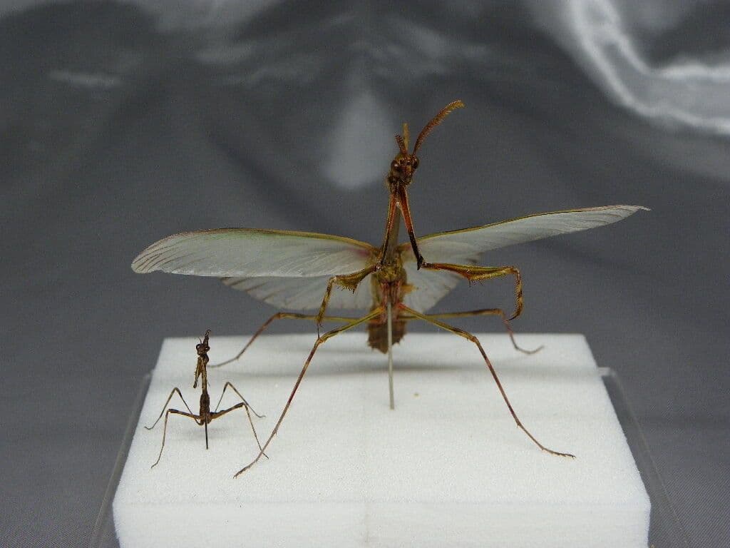 エンプーサペンナータ　クシヒゲカマキリ　ペア 立体標本　ジャンク