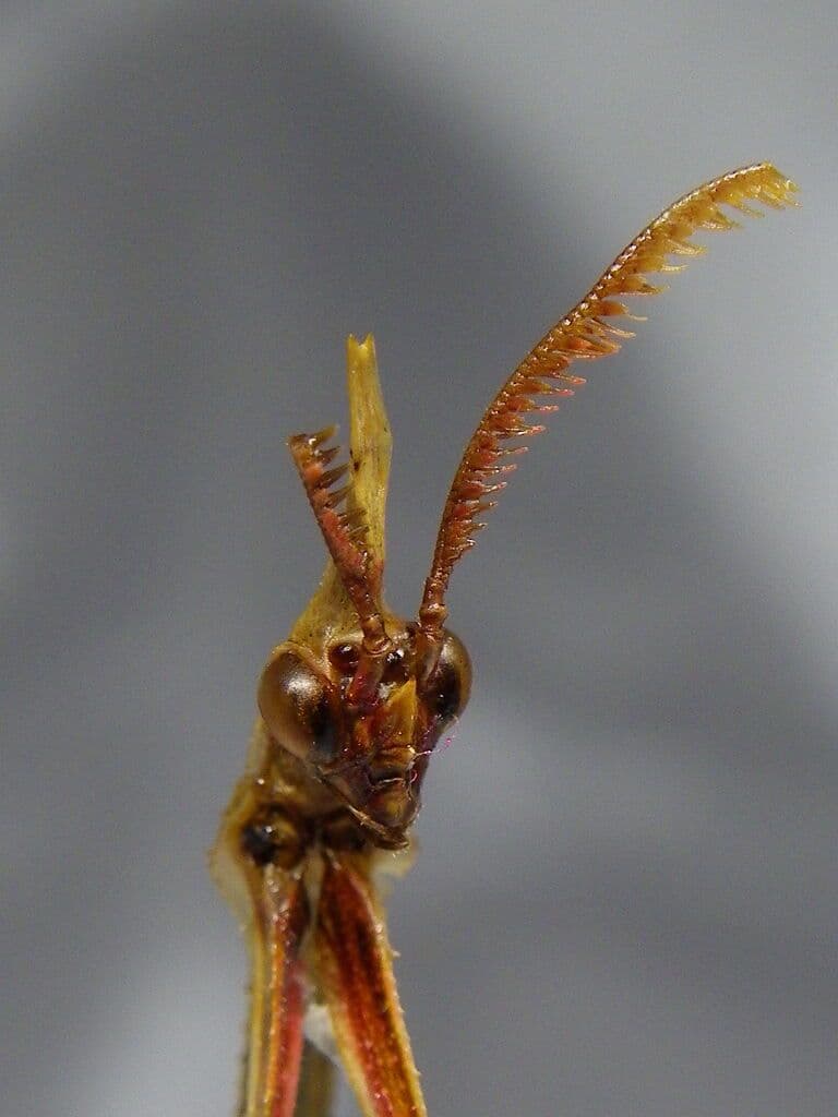 エンプーサペンナータ　クシヒゲカマキリ　ペア 立体標本　ジャンク