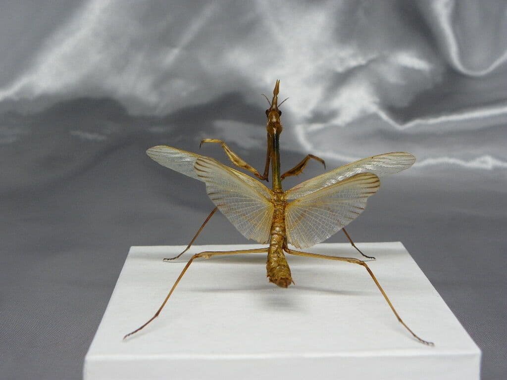 エンプーサペンナータ　クシヒゲカマキリ　ペア 立体標本　ジャンク