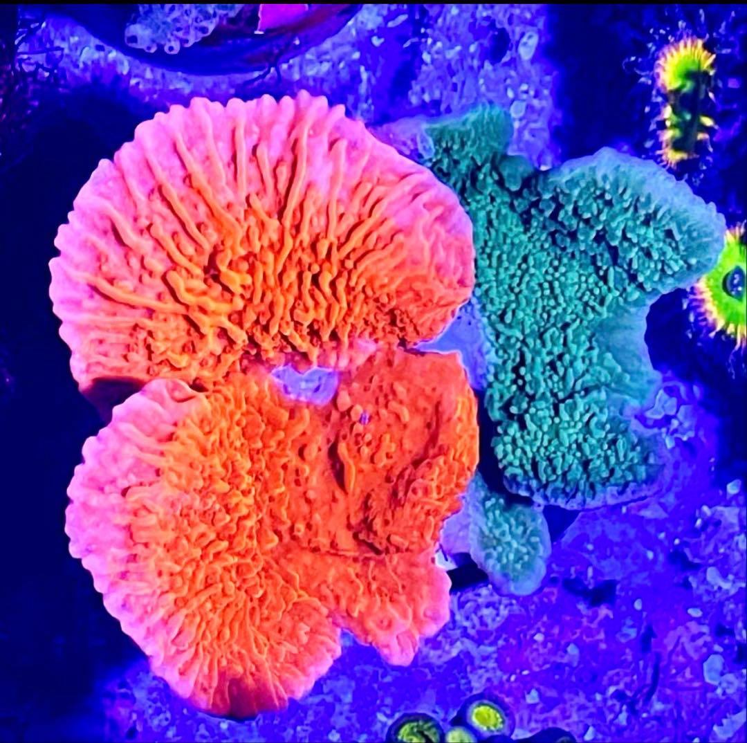 Forest Fire&Green➕Red&Green➕Rainbowセット