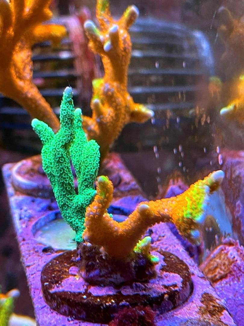 Forest Fire&Green➕Red&Green➕Rainbowセット