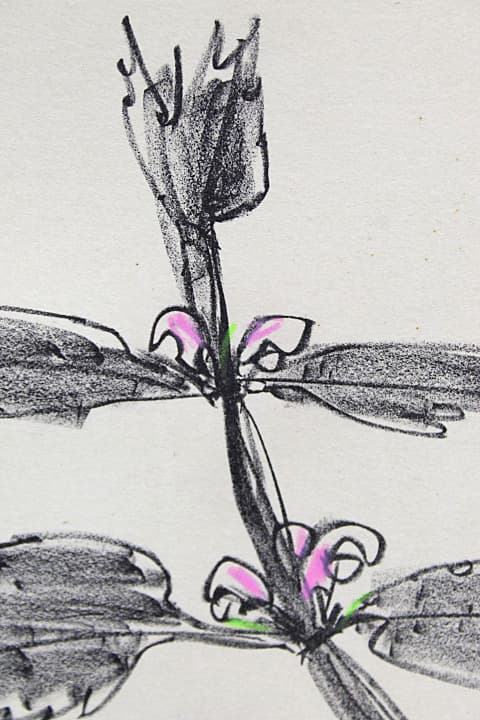 香月泰男 【踊り子草】 手彩色 リトグラフ