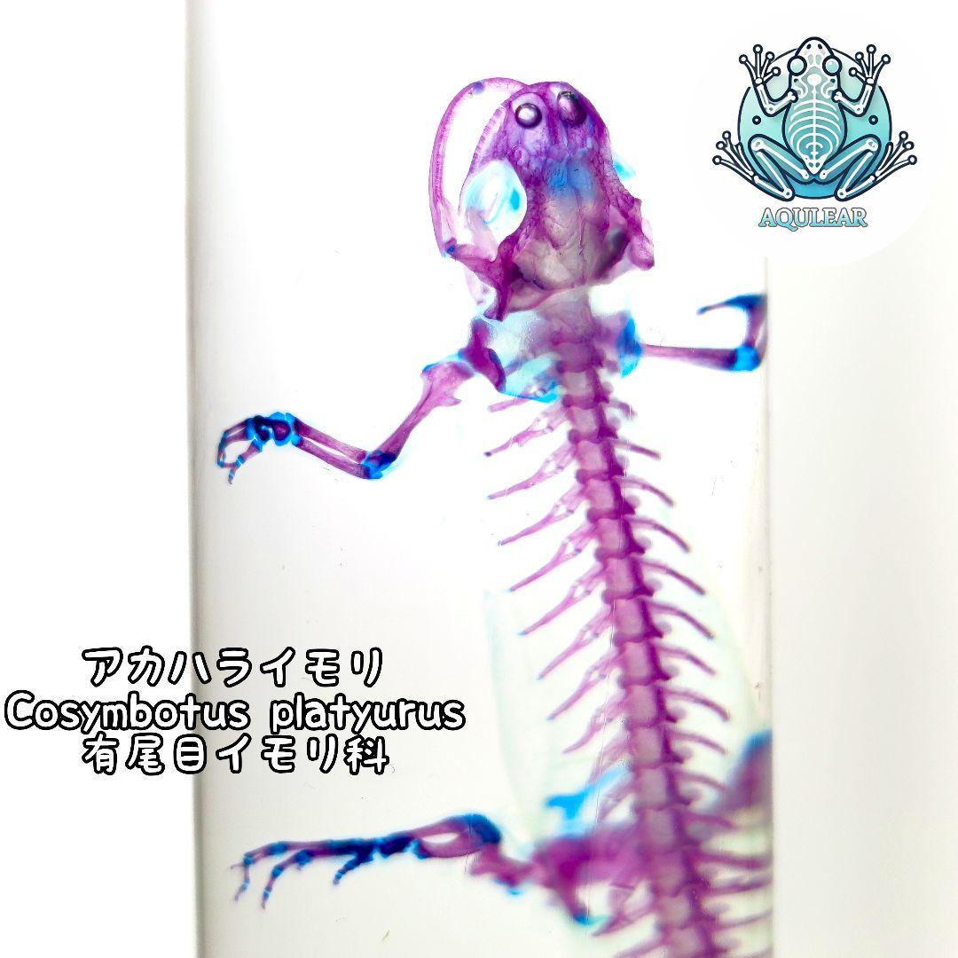 極美品【1点物】透明骨格標本 アカハライモリ③ 8-9cm 50ml