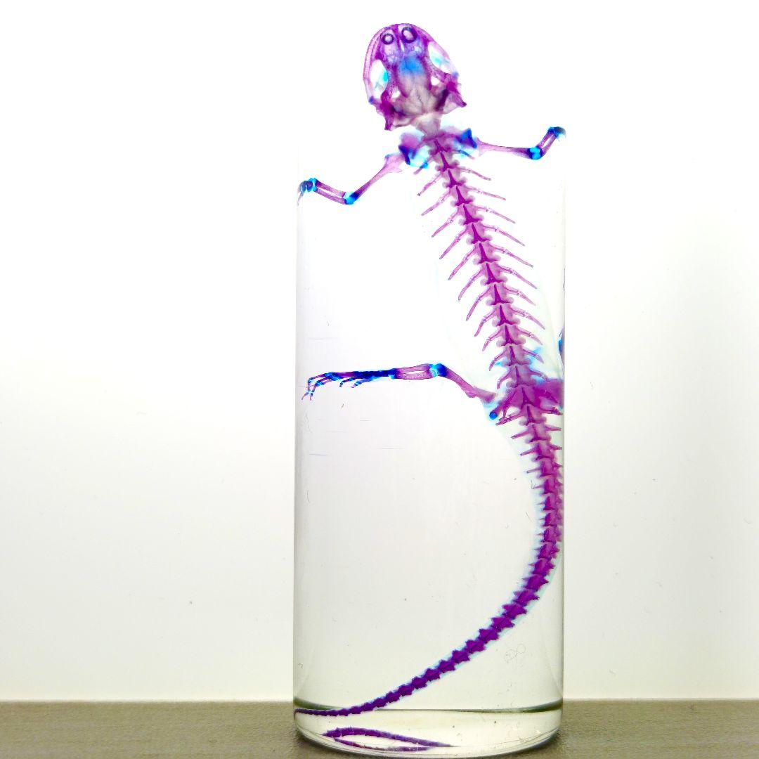 極美品【1点物】透明骨格標本 アカハライモリ③ 8-9cm 50ml