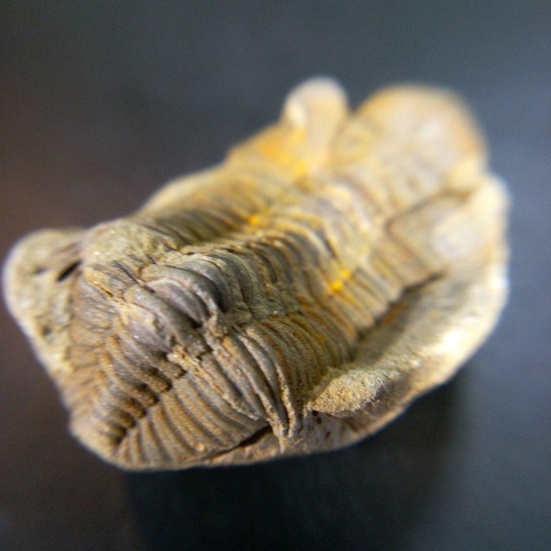 三葉虫　化石　fossil　ボリビア産　trilobite　南アメリカ化石郡⑨