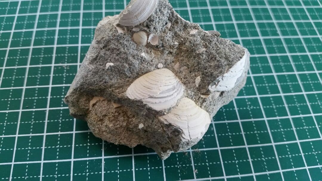 【母岩は最高に硬く重いノジュール】　化石　二枚貝　日本　岐阜県　瑞浪産