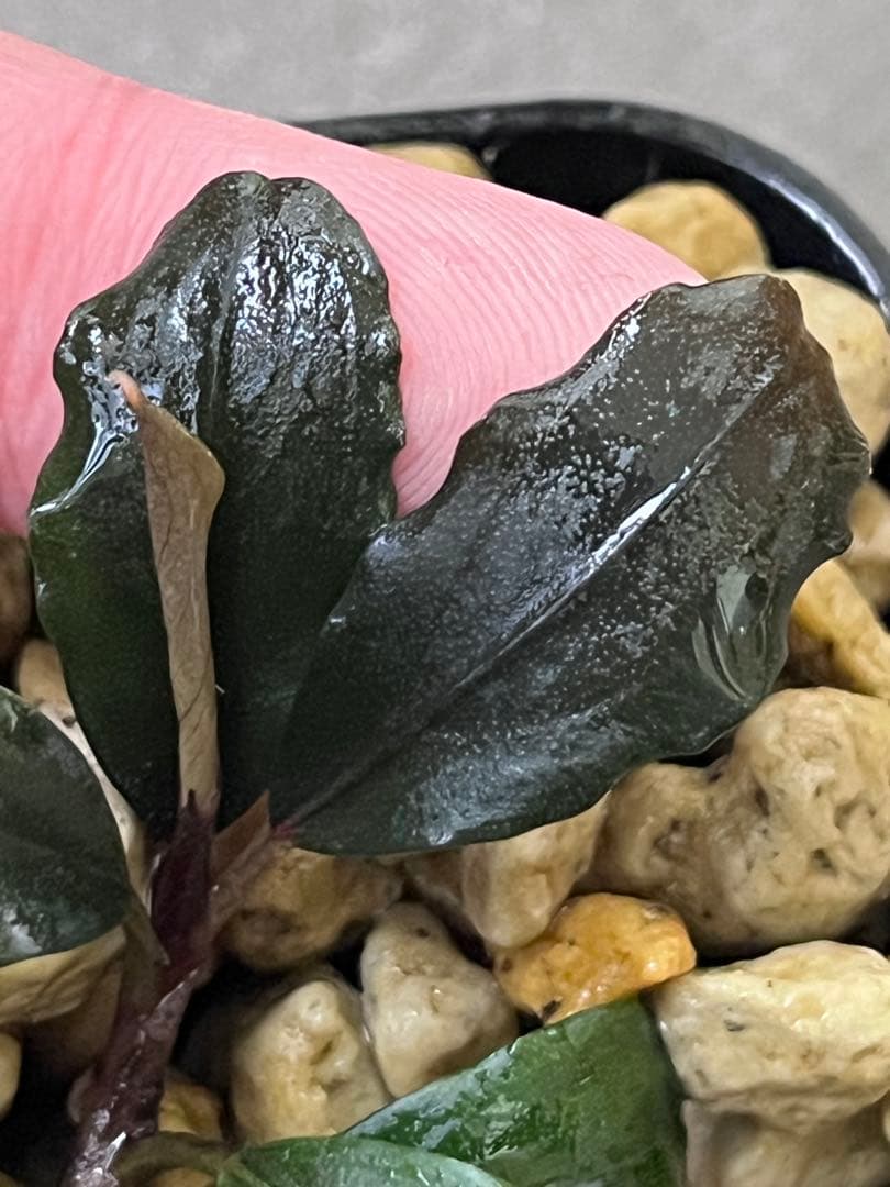 Bucephalandra sp. purple2020【カミハタ】