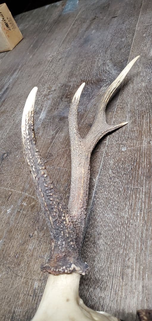 ニホンジカ雄　成獣約80kgの個体　トロフィー