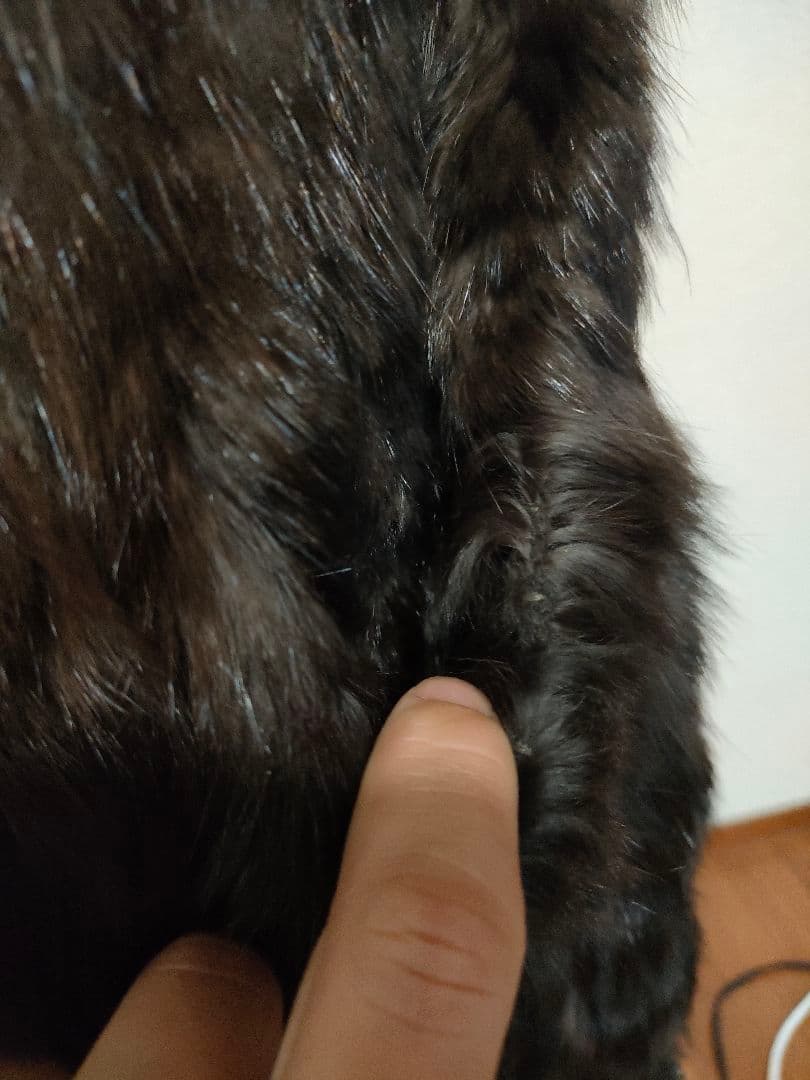 18　超美品　最高級セーブル　マフラー　ショール