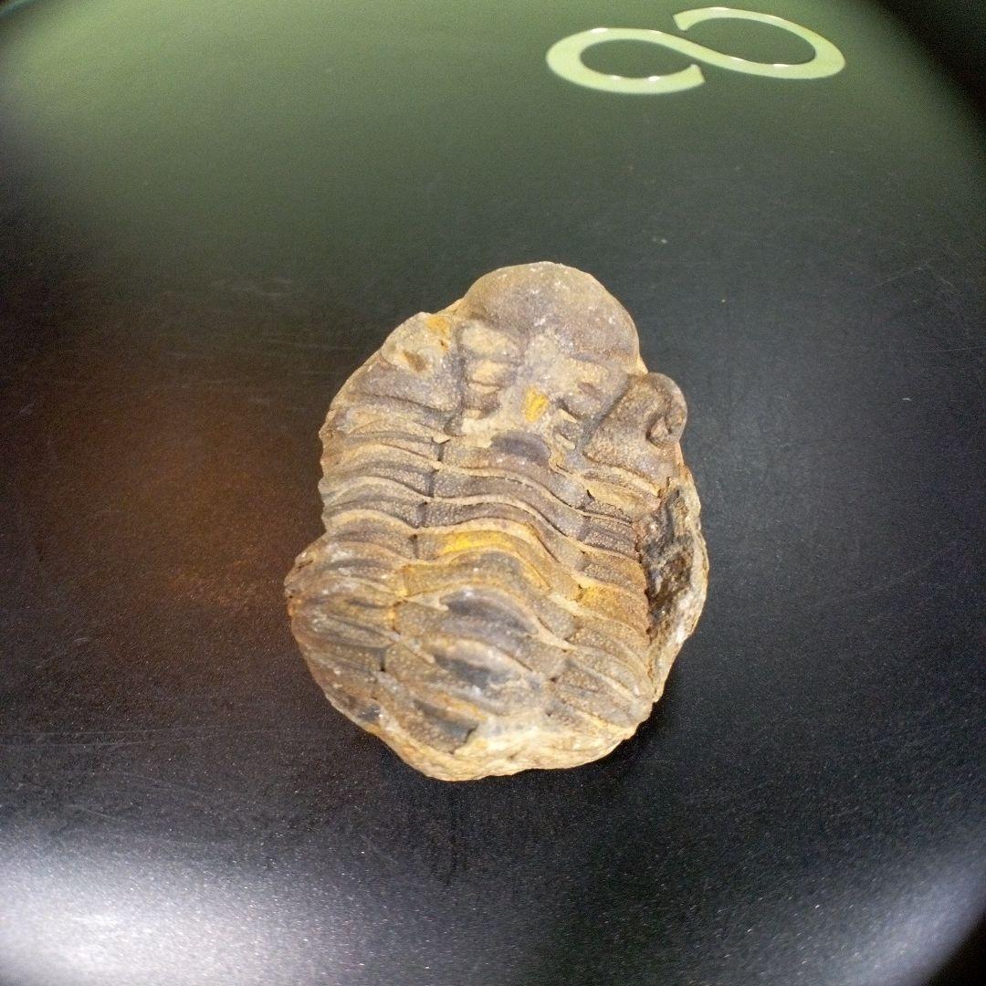 三葉虫　化石　fossil　海　ボリビア産　trilobite　海生動物網②