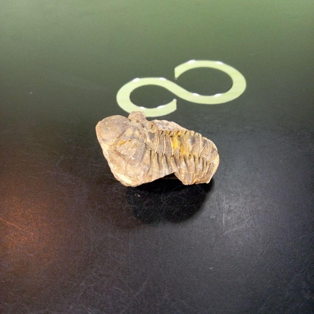 三葉虫　化石　fossil　海　ボリビア産　trilobite　海生動物網②