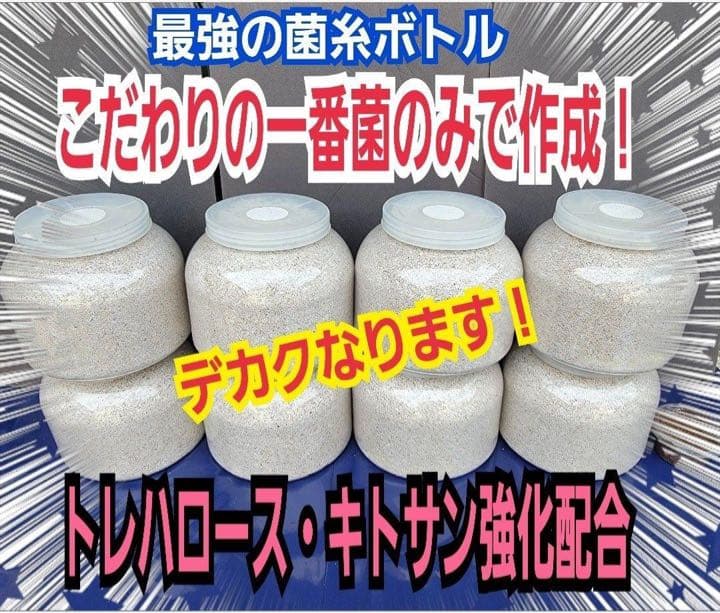 超特大2300ml【3本】ヒマラヤひらたけ菌糸瓶☆90ミリ以上の大型クワガタ専用