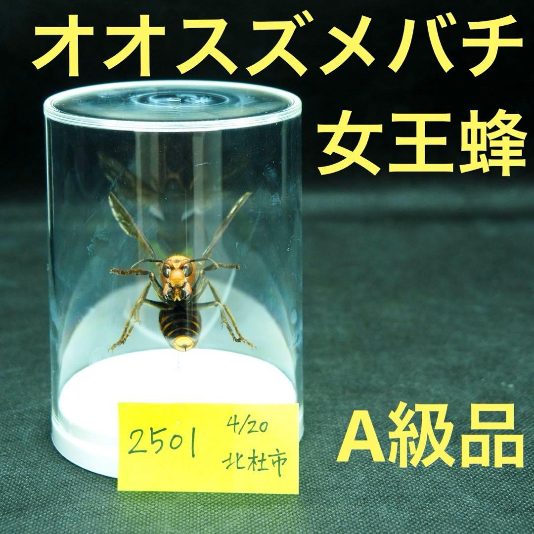 オオスズメバチ　女王蜂　立体標本2501