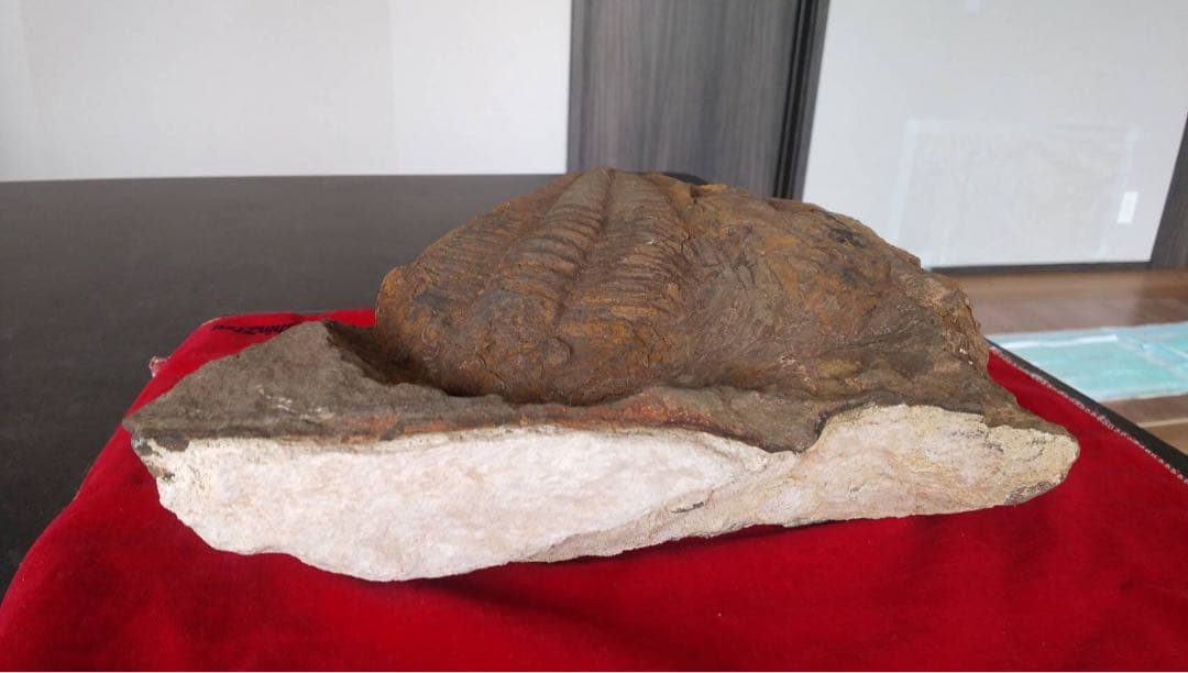 三葉虫化石　化石　古道具　アンティーク　ディスプレイ　オブジェ