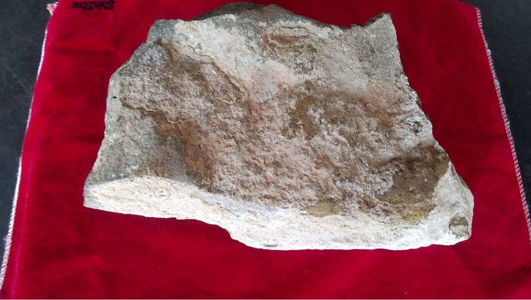 三葉虫化石　化石　古道具　アンティーク　ディスプレイ　オブジェ