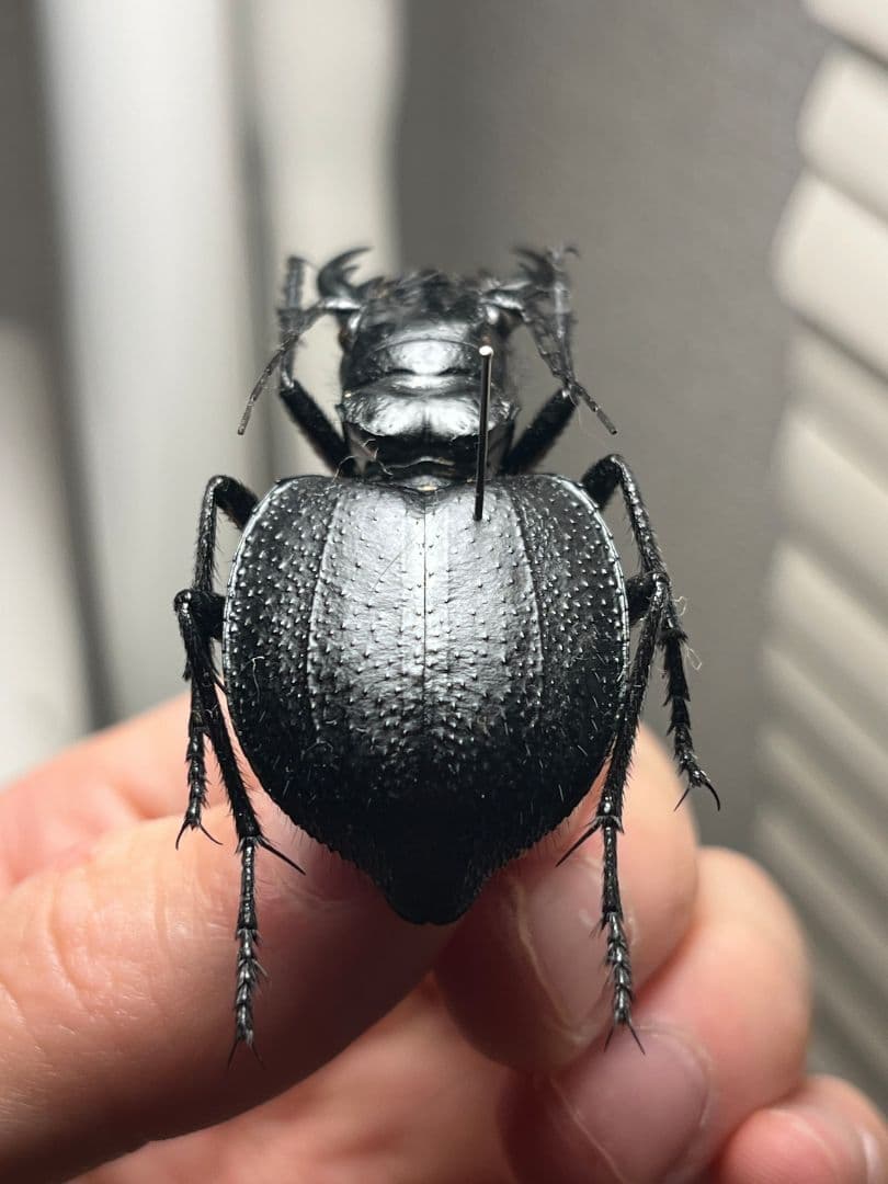 【52mm♀】オオエンマハンミョウ Manticora 昆虫標本