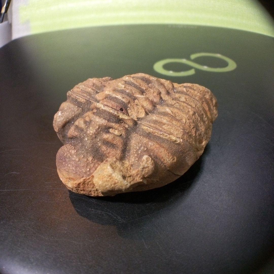 三葉虫　化石　fossil　ボリビア産　トライロバイト　Fossil番号③