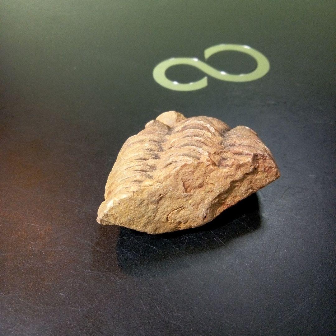 三葉虫　化石　fossil　ボリビア産　トライロバイト　Fossil番号③