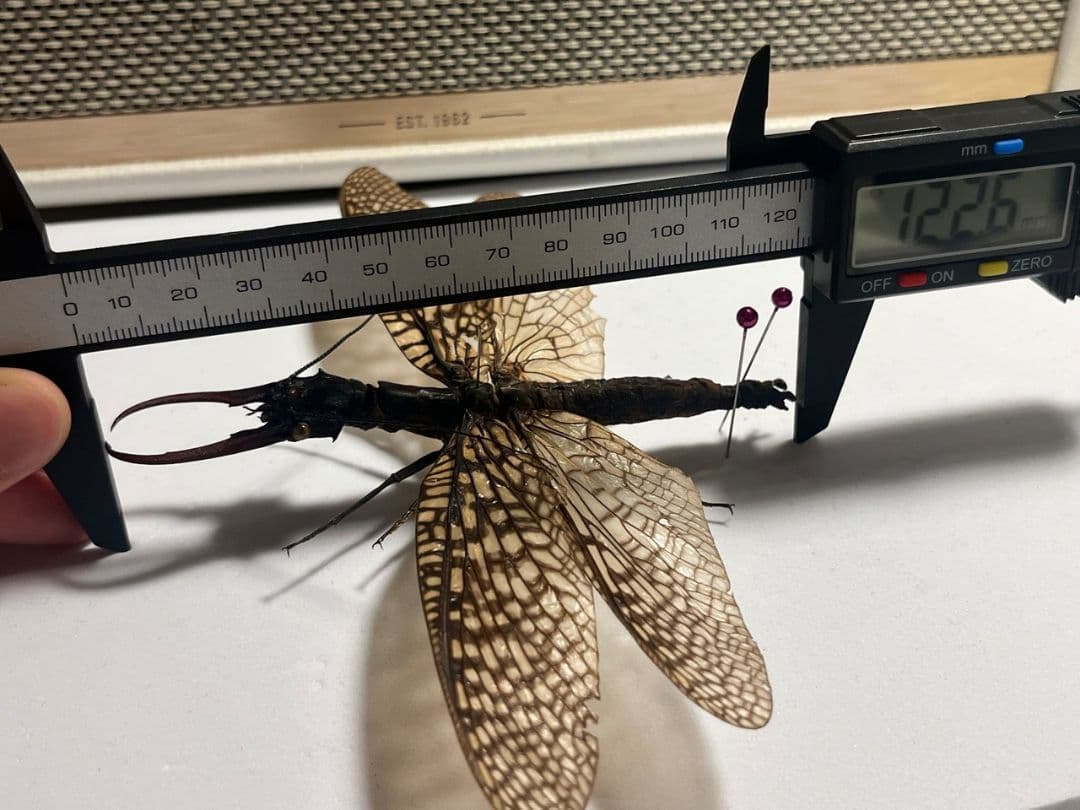 【巨大紅牙】オオキバヘビトンボ オオアゴヘビトンボ 昆虫標本 標本