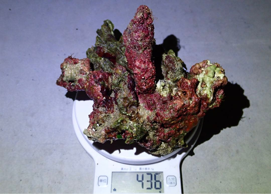 ライブロック　約3.6kg