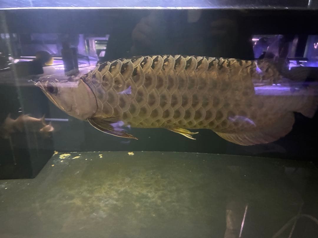 静岡県発！！！　希少なサイズ。1200アクリル水槽　オーバーフロー水槽　大型水槽