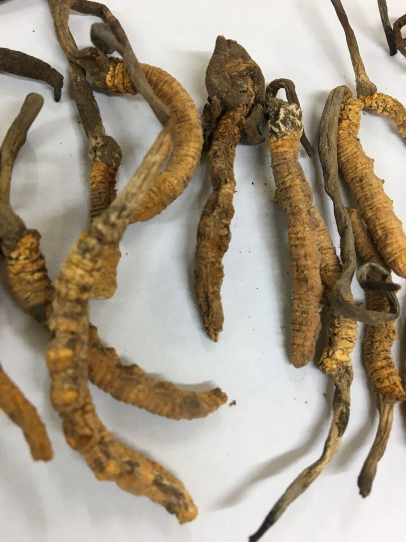 冬虫夏草 標本 アンティークガラス薬瓶入り5.14g