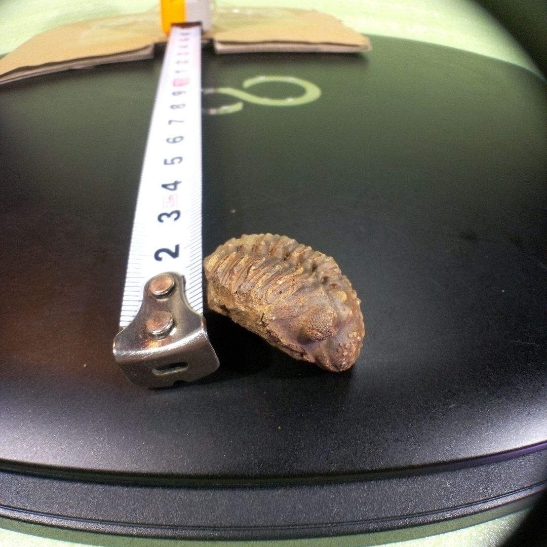 三葉虫　化石　fossil　ボリビア産　trilobite　三葉虫判別④