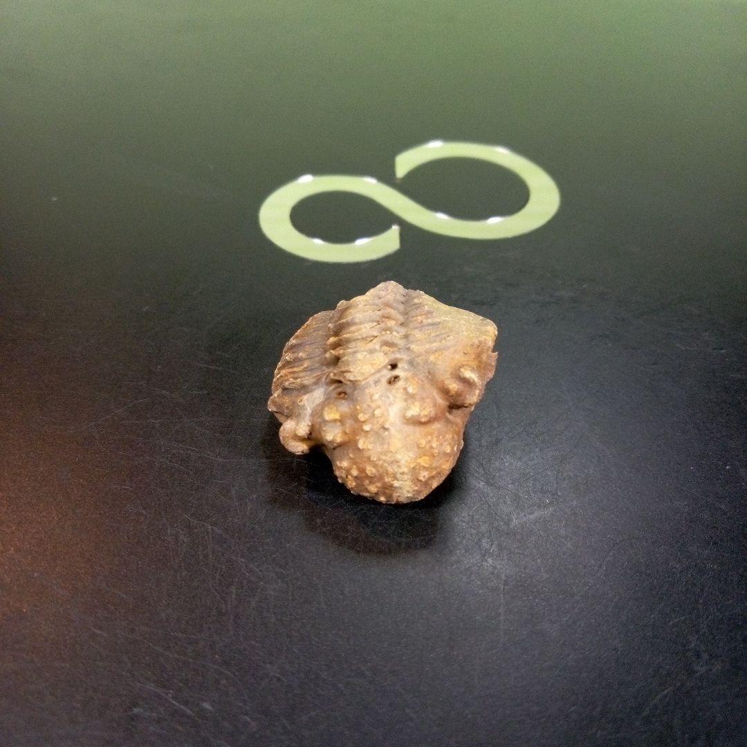 三葉虫　化石　fossil　ボリビア産　trilobite　三葉虫判別④