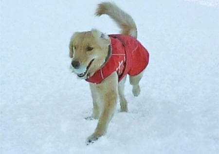 フルッタ ウィンタージャケット