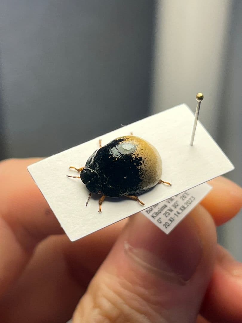 【♀】クワガタマルカメムシ 昆虫標本 ゾウムシ ハムシ フンチュウ タマムシ