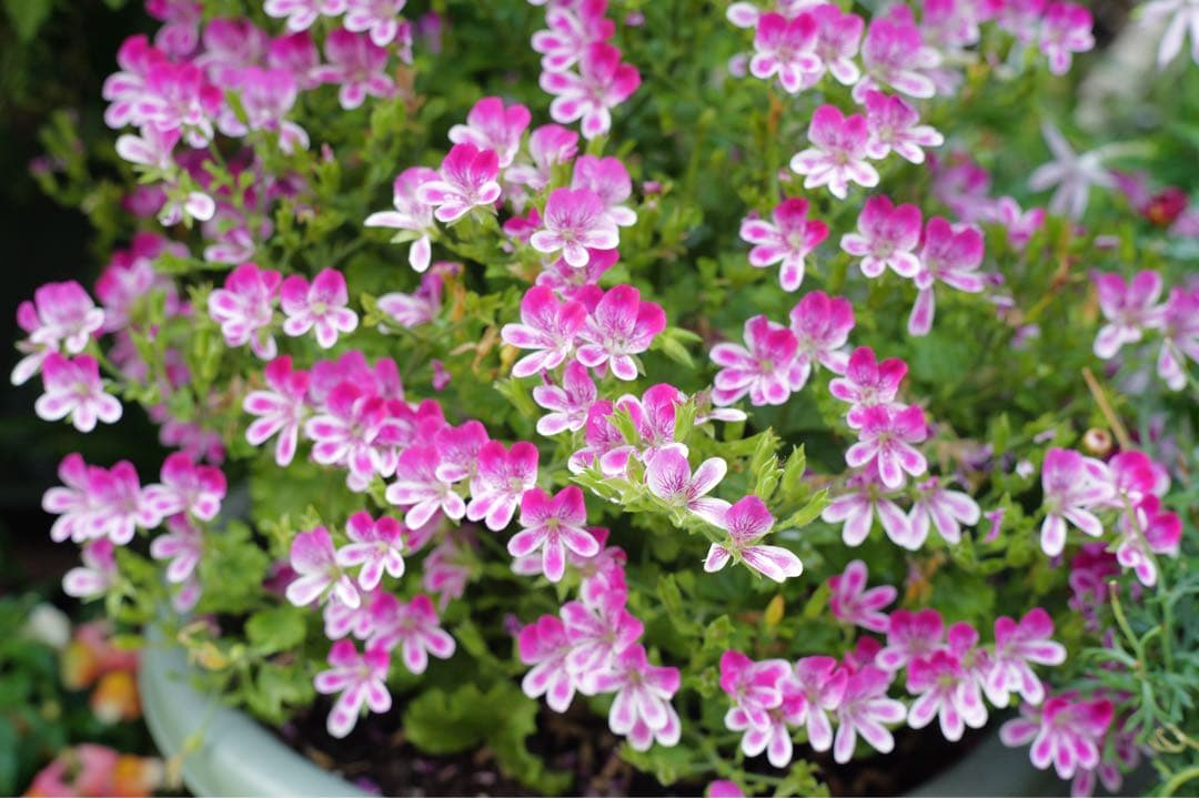 銘玉極上美品Steinheil München Quinon 55mm f1.9