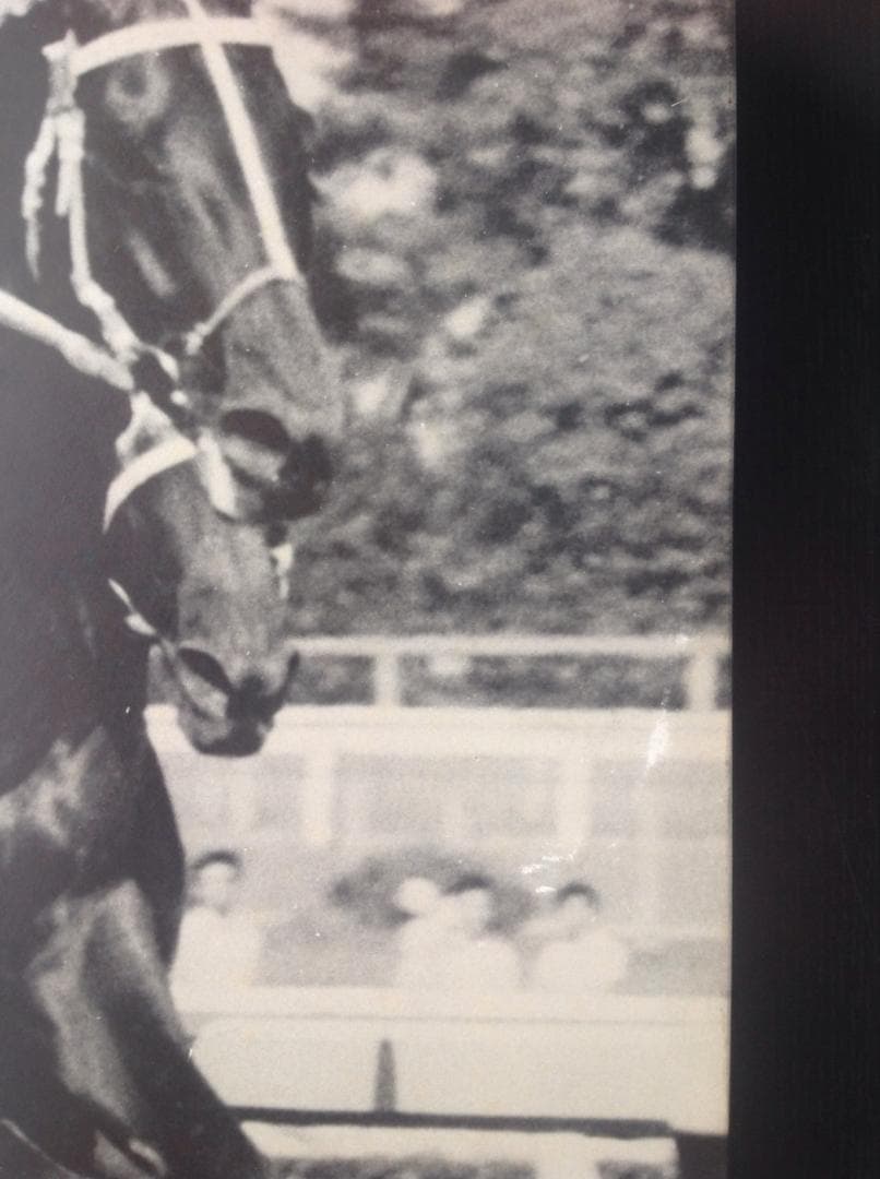 競馬パネル：トウショウボーイ「1977年 第7回高松宮杯」※白黒直線