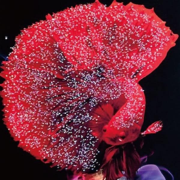 輸入雑貨　天然石　『赤い金魚』　水晶石　クリスタルアート　ゴールド額縁