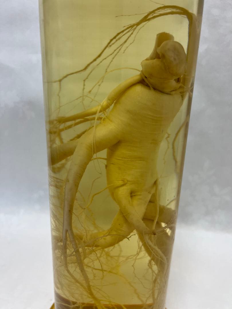 朝鮮白頭山人参古酒 薬膳酒 漢方 薬酒 健康酒 養命酒 年滋養強壮に役立つ