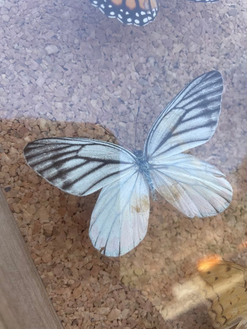 最終値下げ　蝶　標本　003   40×30センチ 厚さ6センチ